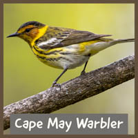 Cape May Warbler